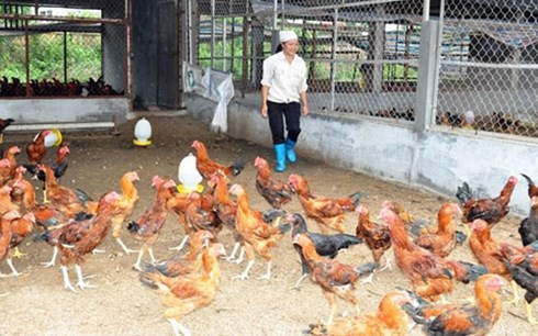 Chính sách là “thủ phạm” khiến ngành chăn nuôi bị tụt lại phía sau?
