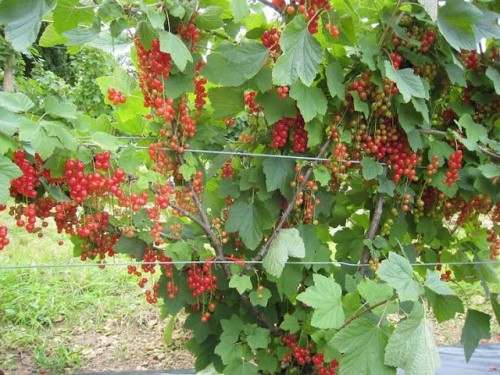 Nho chuỗi ngọc 2 triệu/kg: Nhà giàu Hà thành lên cơn sốt