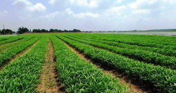 Vinmart, Vinmart+ phân phối mẻ rau sạch đầu tiên của Vingroup