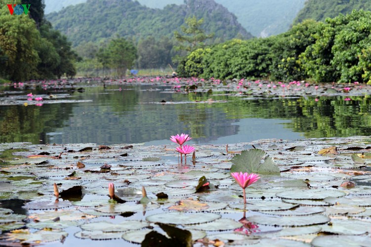 Ngắm suối Yến - chùa Hương đầu mùa hoa súng