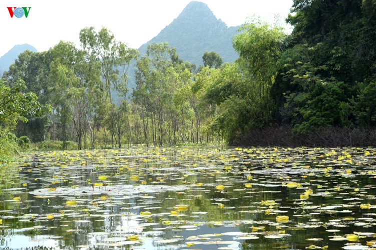 Ngắm suối Yến - chùa Hương đầu mùa hoa súng