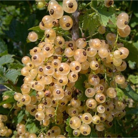 Đồ ăn sang của người Hà Nội lắm tiền