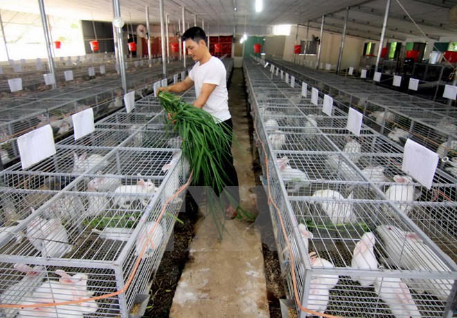 FAO: Kết quả xóa đói giảm nghèo của Việt Nam sẽ còn tốt hơn nữa