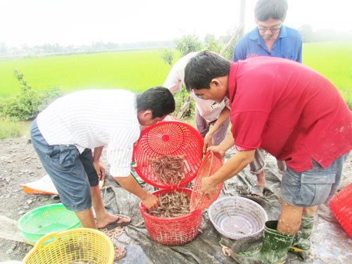 Vùng hạ "khoác áo mới"