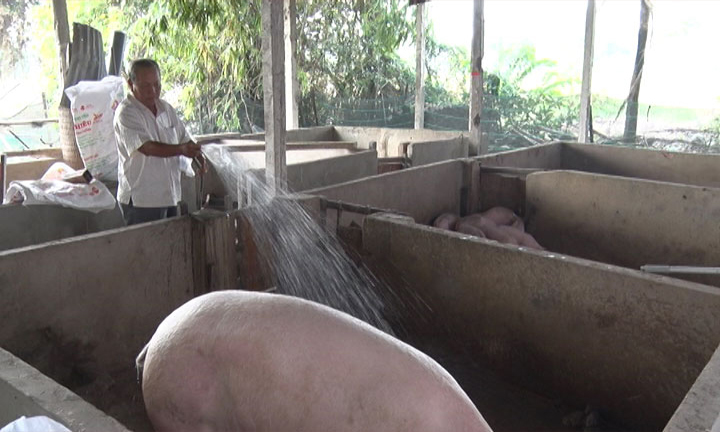 Làm thế nào để biết được năng suất trại heo của mình #35 Làm thế nào để biết được năng suất trại heo của mình