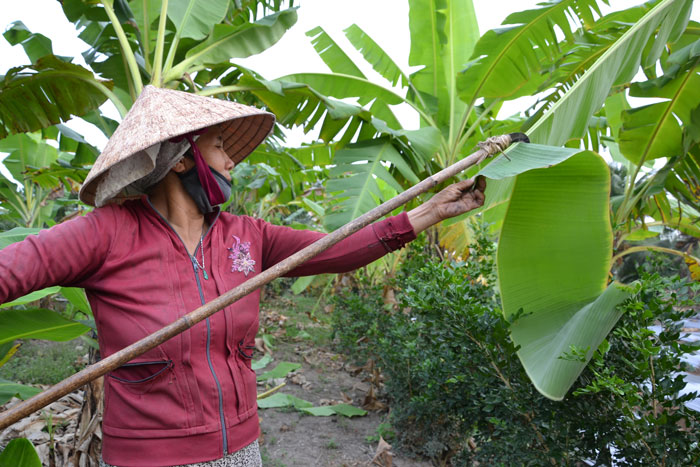 Đời rọc lá