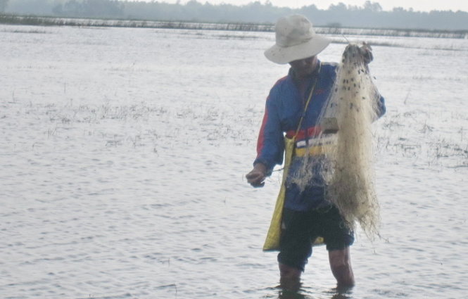 Mặn mòi cá diếc ngày mưa