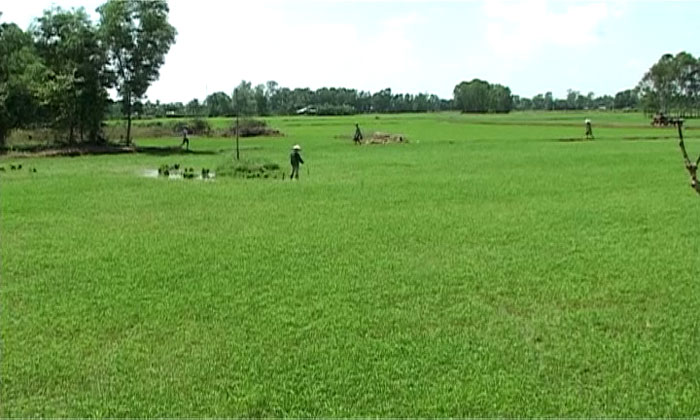 Vĩnh Hưng chỉ gieo sạ được 10% diện tích lúa Đông Xuân