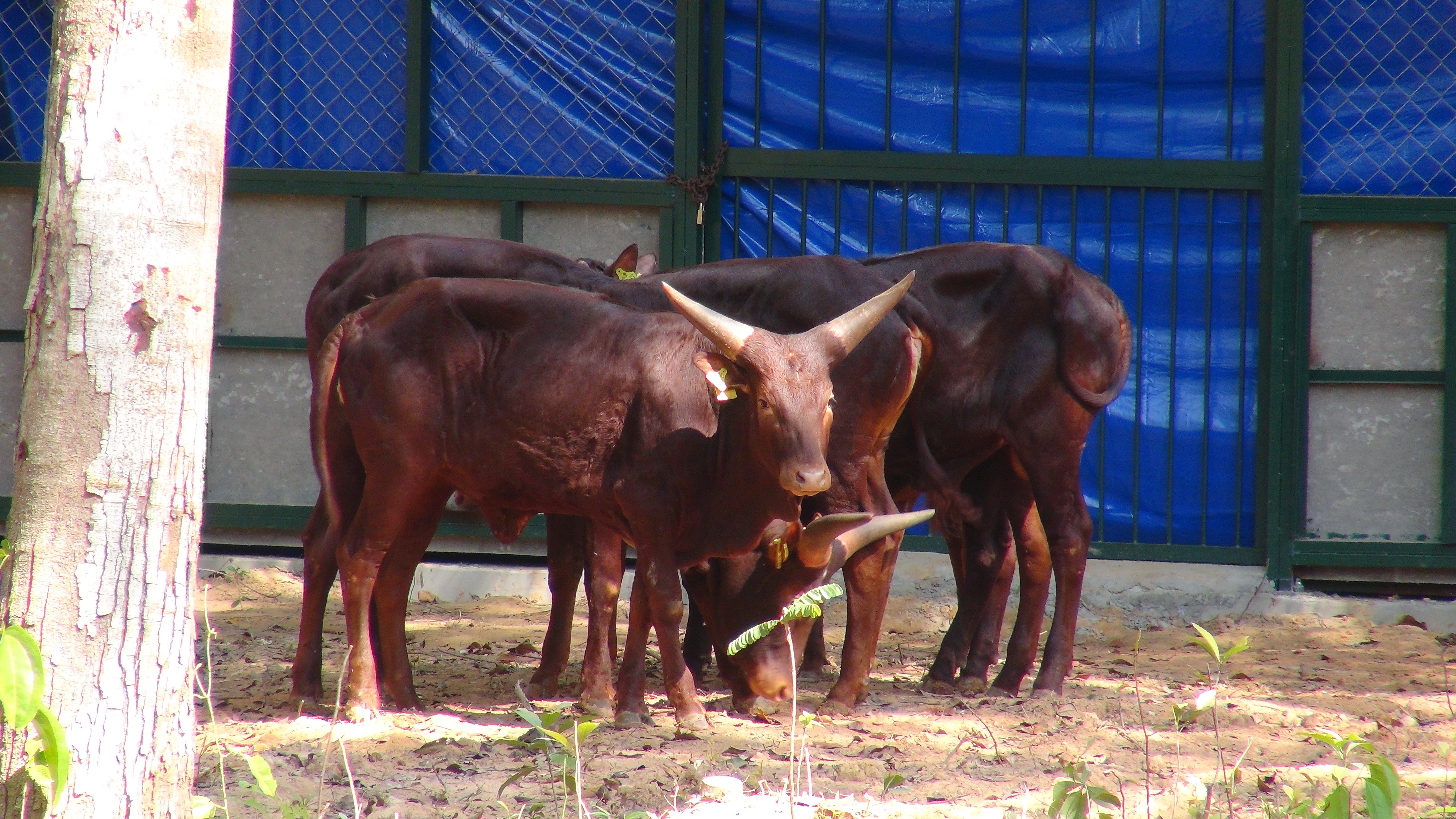 24-12: Phú Quốc khai trương
vườn thú “khủng” Vinpearl Safari