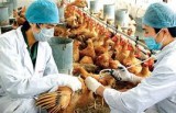Bộ Nông nghiệp chỉ đạo ngăn chặn virus A/H7N9 xâm nhập vào Việt Nam