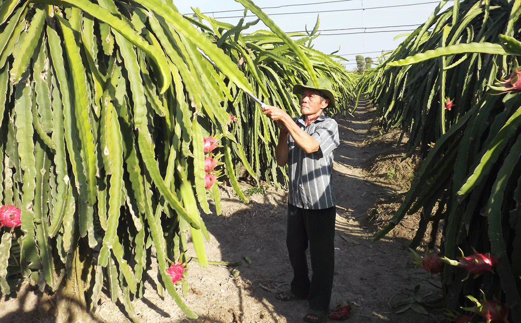 Làm giàu từ nông nghiệp