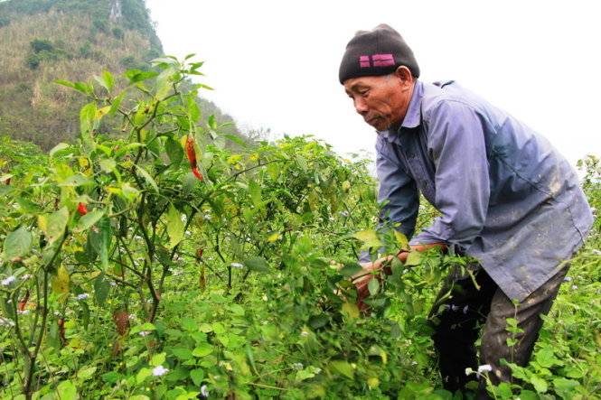 Thương lái bỏ chạy, dân đắng cay đào hố chôn ớt