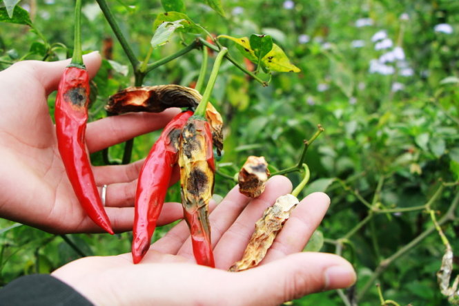 Thương lái bỏ chạy, dân đắng cay đào hố chôn ớt
