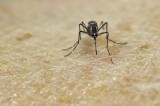 WHO lo ngại không điều chế kịp vắcxin chống Zika cho Mỹ Latinh