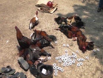 Đồng Tháp: Phá trường gà thu giữ trên 100 triệu đồng