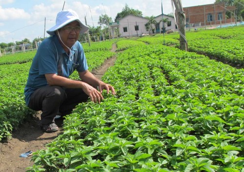 Long An: Sản xuất nông nghiệp thích ứng với biến đổi khí hậu