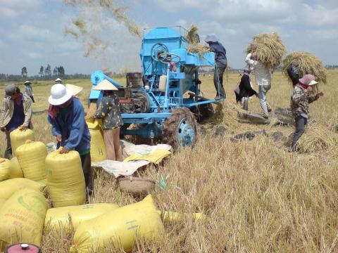 Gạo Việt rồi chỉ bán được cho người nghèo