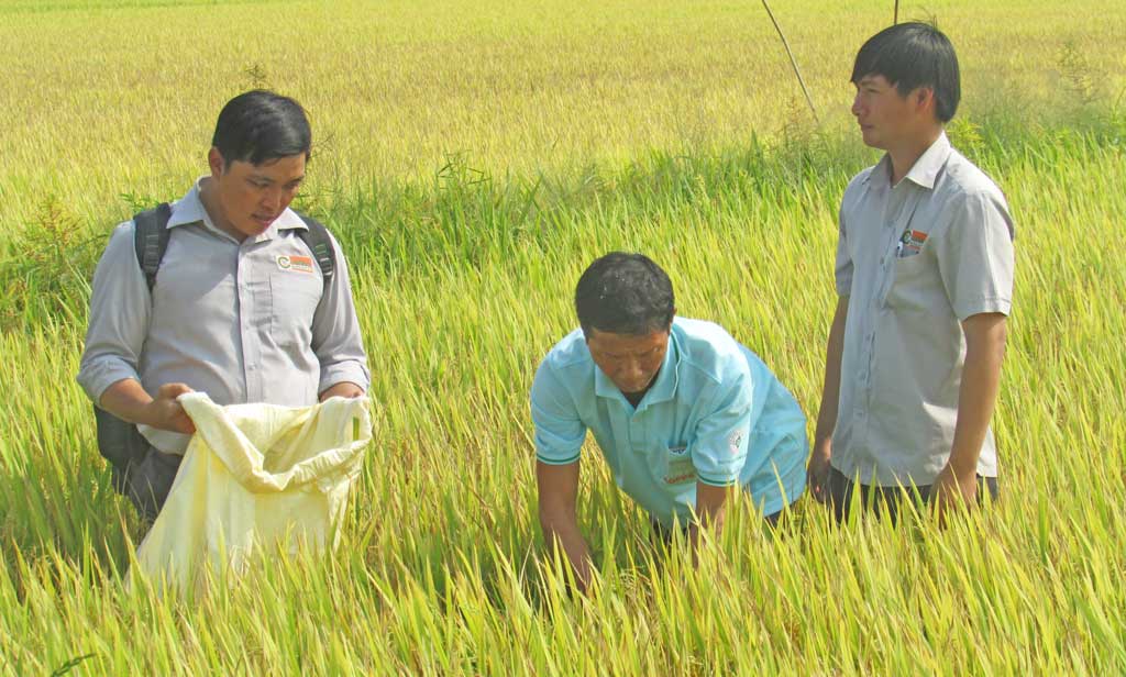 Nông dân ứng dụng tiến bộ khoa học-kỹ thuật vào sản xuất