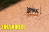 Các nhà khoa học Mỹ lần đầu tiên nhân bản thành công virus Zika