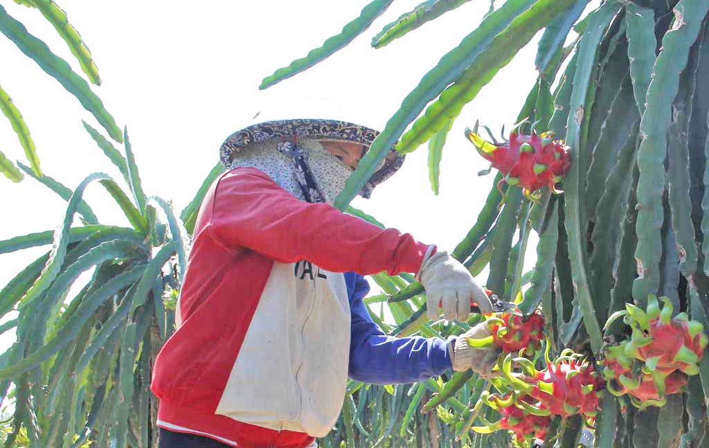 Phát triển cây thanh long vẫn là hướng đi đúng