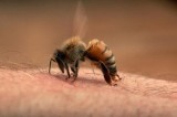 Xử trí nhanh khi bị ong đốt