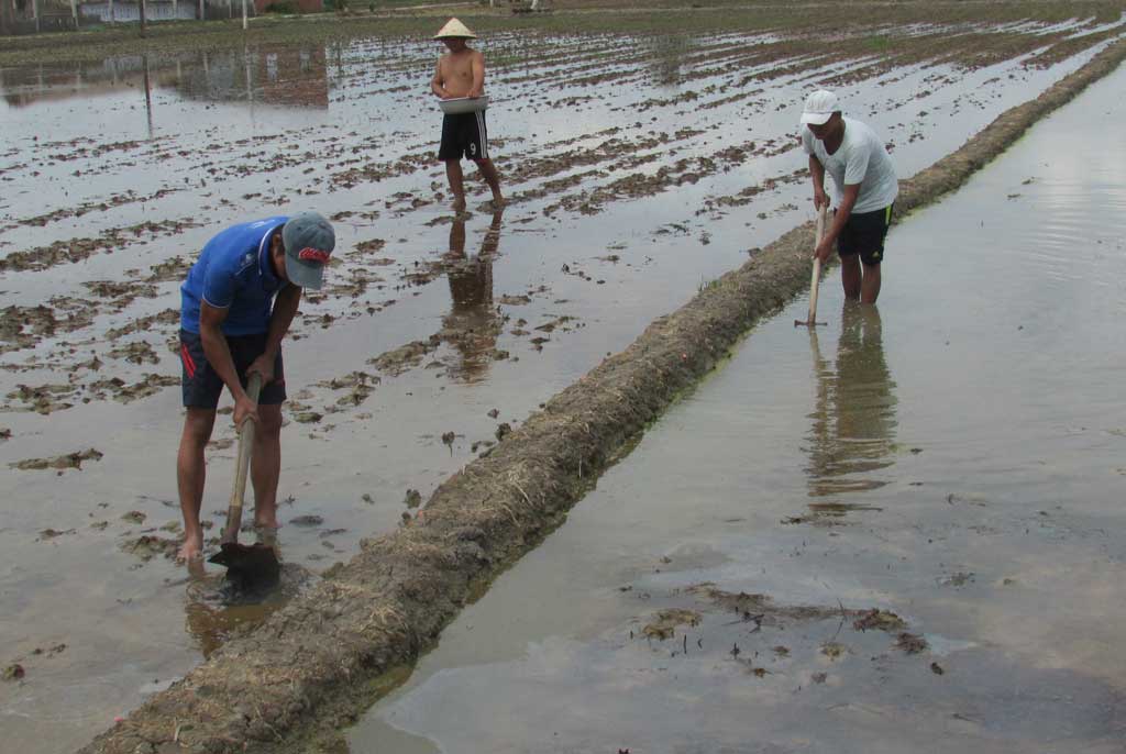 Tuân thủ lịch thời vụ để có vụ mùa bội thu