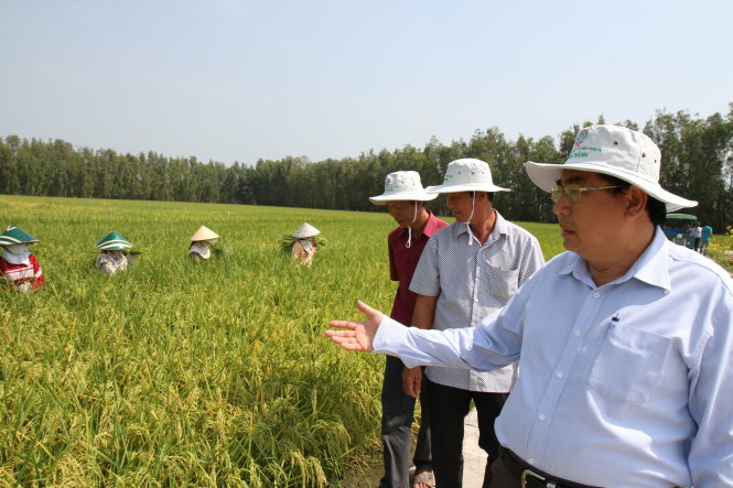Thương nhân nước ngoài săn tìm gạo Việt