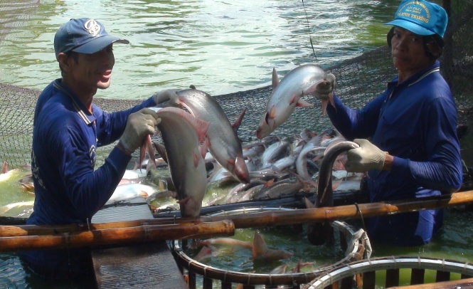 Trung Quốc giảm mua,
người nuôi cá tra điêu đứng