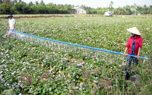 Nông nghiệp tăng trưởng âm: Lỗ hổng trong đầu tư công ở ĐBSCL?