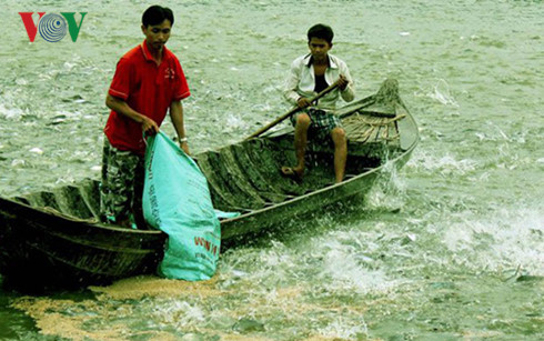 Loạn thị trường cá tra Miền Tây do có “bàn tay” thương lái Trung Quốc