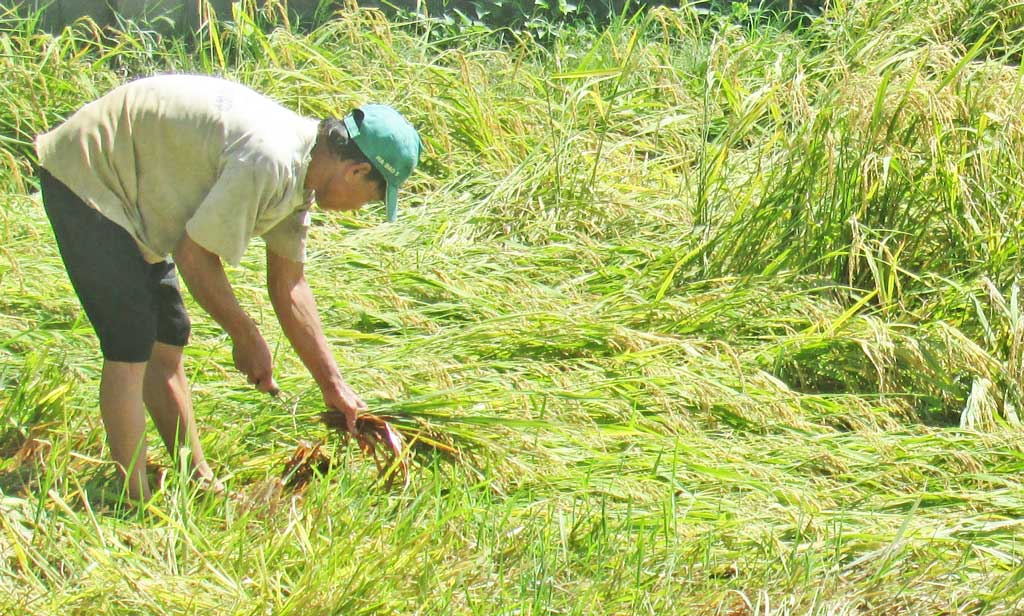 Vụ Hè Thu, nông dân không lãi nhiều
