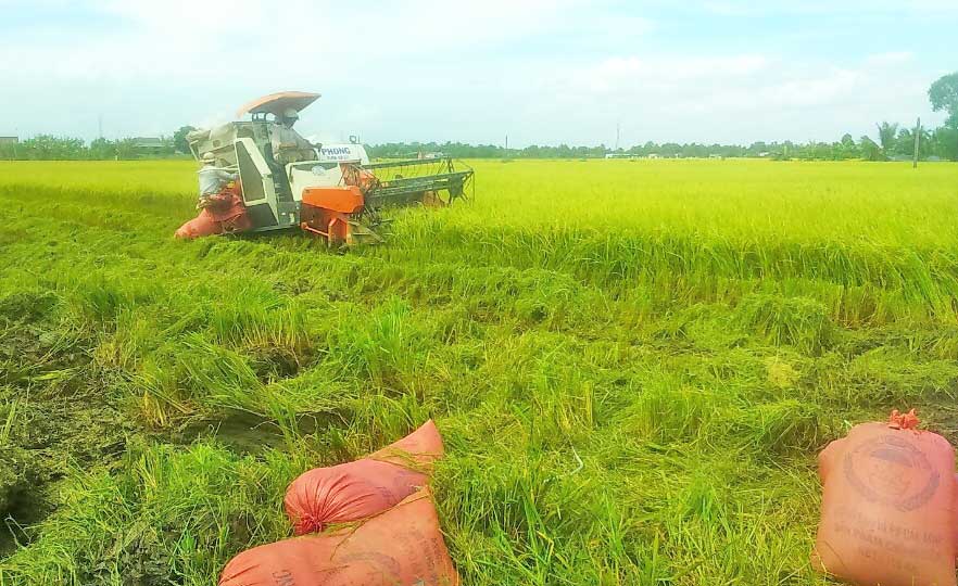 Vụ Hè Thu, nông dân không lãi nhiều