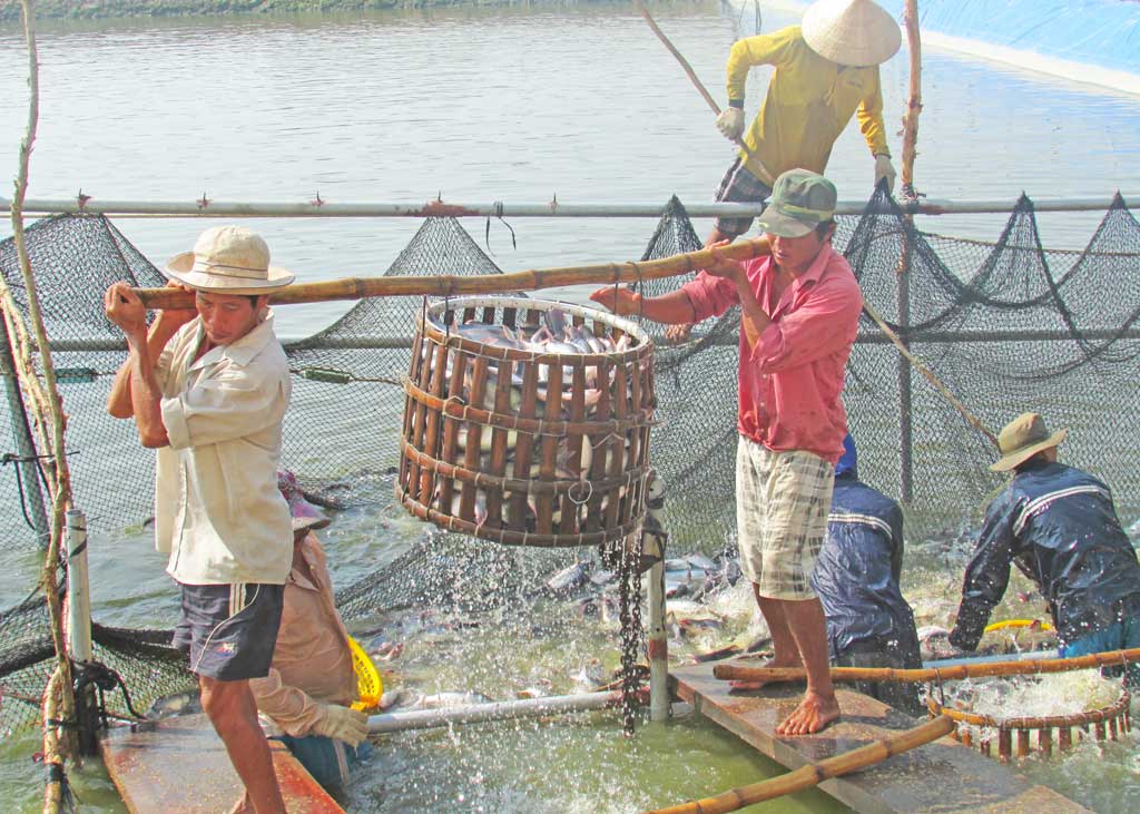 Vùng Đồng Tháp Mười phát triển thủy sản theo hướng ổn định, bền vững