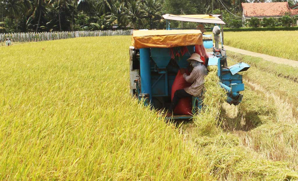 Vụ lúa Hè Thu: Nông dân Châu Thành lời từ 8 - 10 triệu đồng/hecta