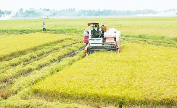 Vụ lúa Hè Thu năm 2016 năng suất thấp, lợi nhuận không cao