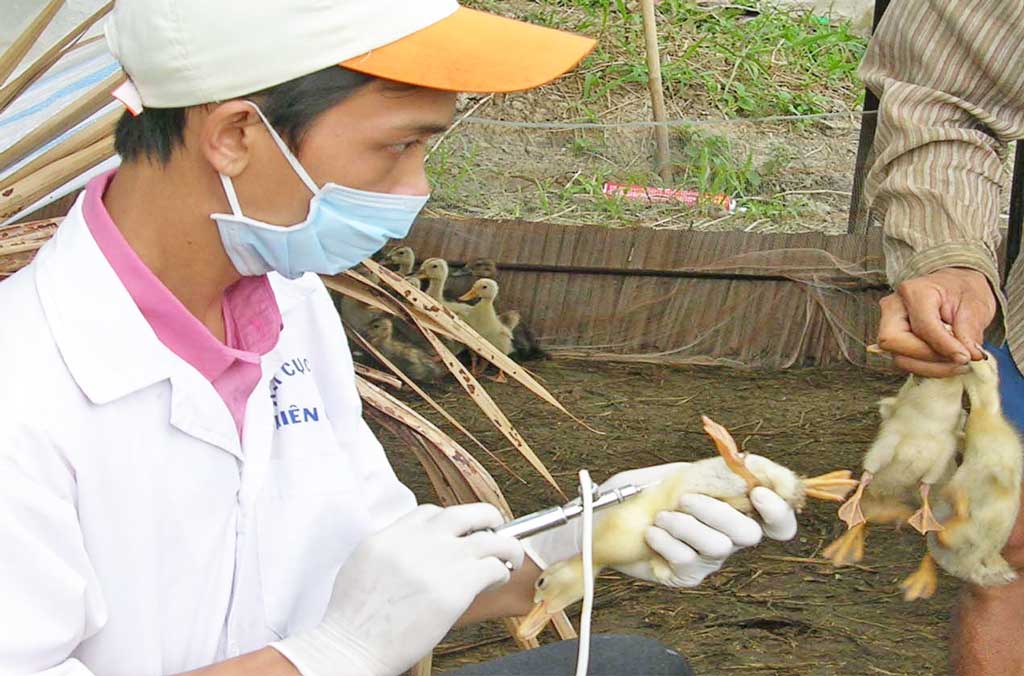 Chủ động phòng, chống dịch bệnh đối với gia súc, gia cầm