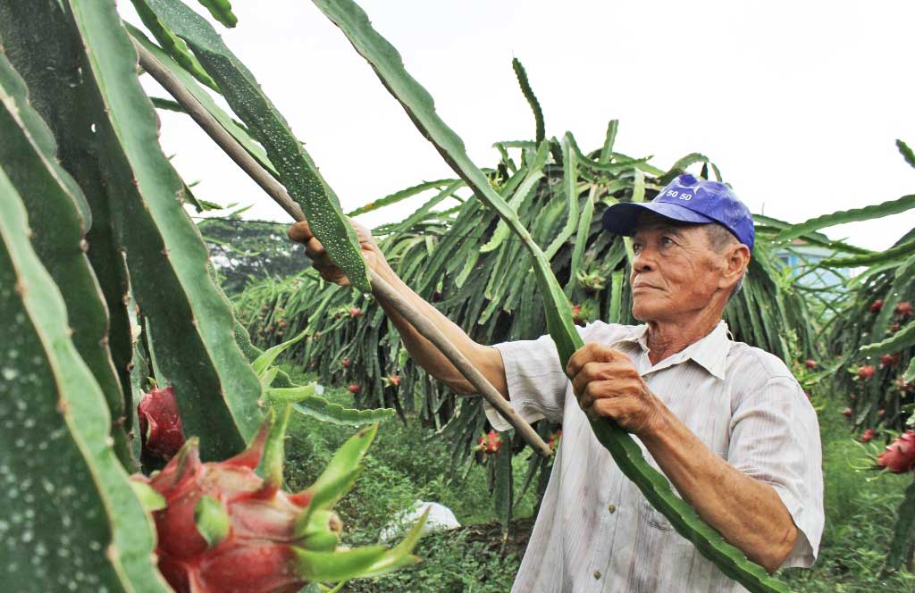 Những lão nông “hay quên” thành tích