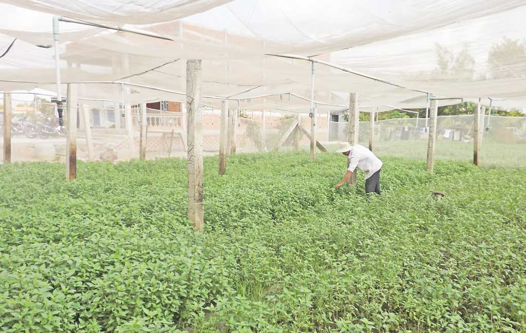 Long An đầu tư phát triển nông nghiệp công nghệ cao