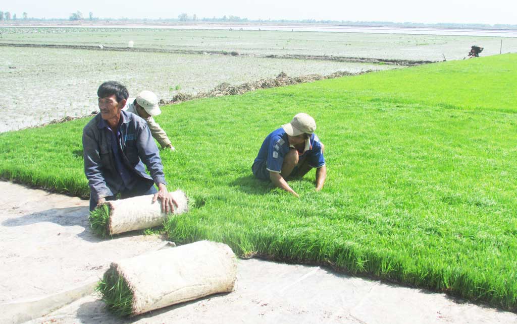Long An đầu tư phát triển nông nghiệp công nghệ cao