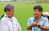 Canh tác lúa thông minh thích ứng với biến đổi khí hậu: Hiệu quả từ mô hình tại Long An