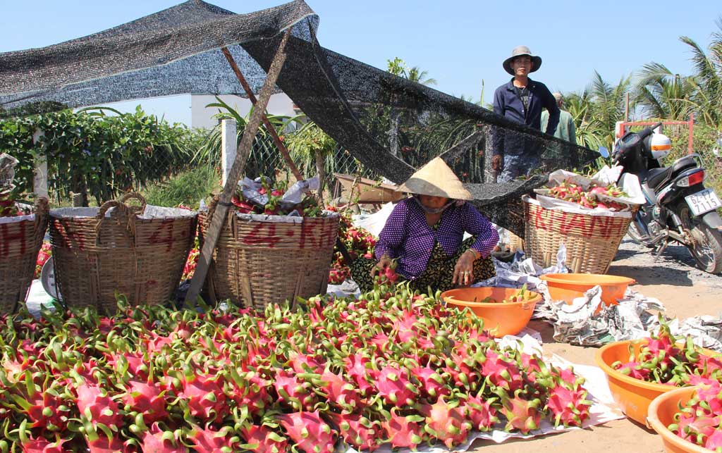 Mua thanh long... không trả tiền