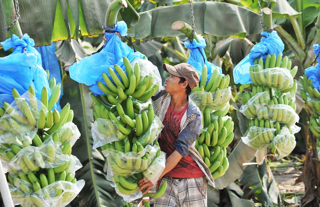 Đưa chuối Việt ra thị trường thế giới