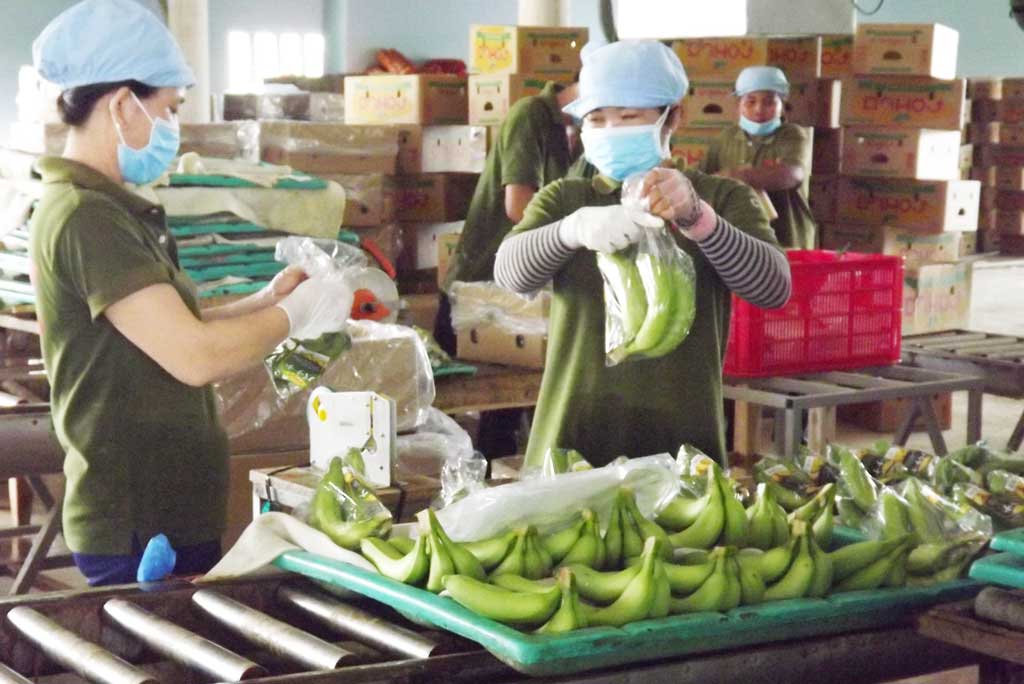 Đưa chuối Việt ra thị trường thế giới