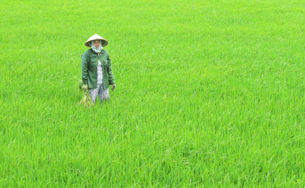 Mộc Hóa triển khai xây dựng 5.575ha lúa chuyên canh chất lượng cao