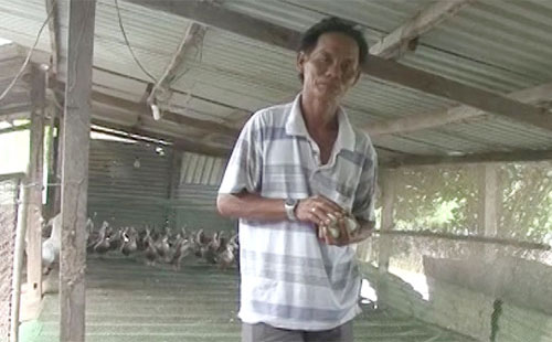 Cần Giuộc: Nuôi vịt trời sinh sản
