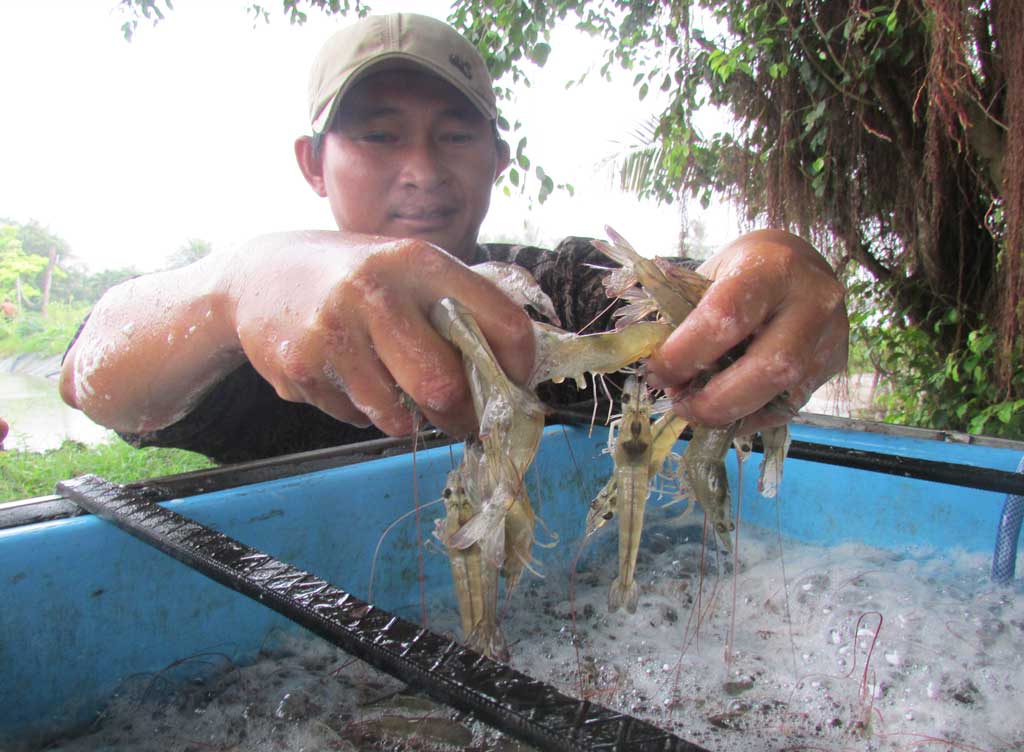 Mưa, bão liên tiếp nông dân gặp khó