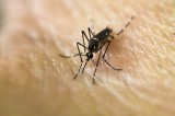 WHO: Dịch Zika không còn là tình trạng khẩn cấp toàn cầu