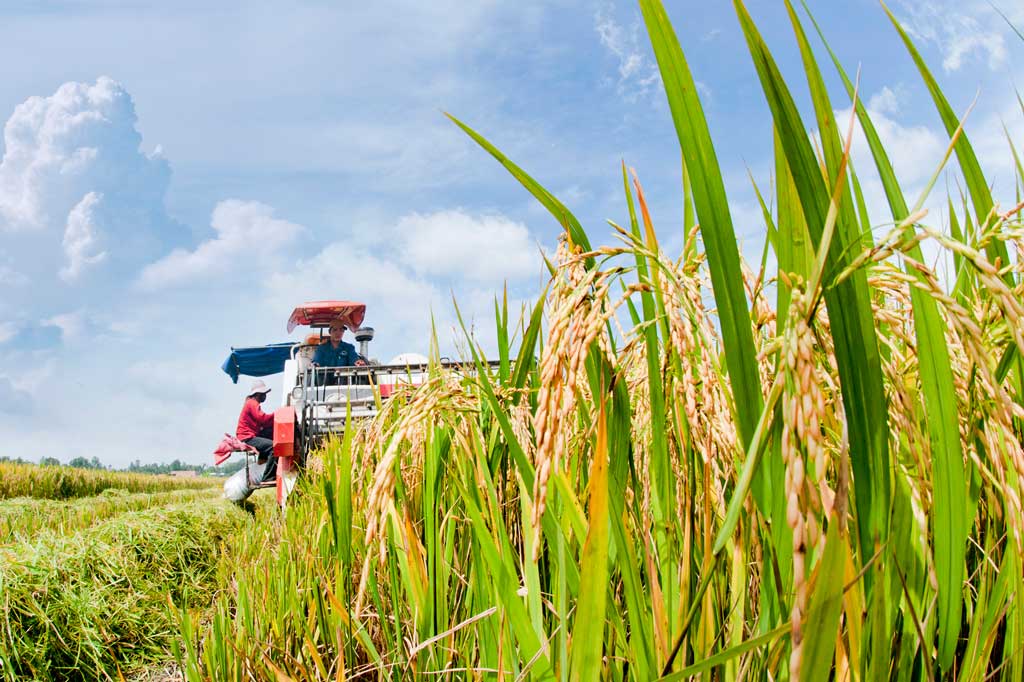 Hiệu quả cao từ cánh đồng lớn