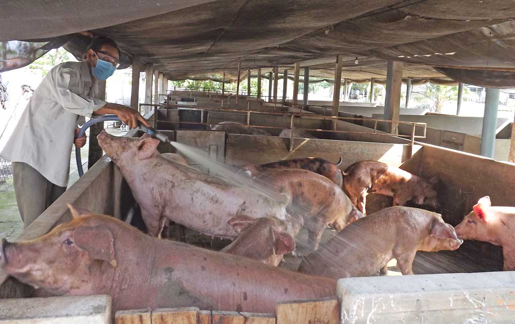 Giá giảm - Người chăn nuôi ngại tái đàn