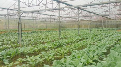 Long An: Quy hoạch vùng nông nghiệp ứng dụng công nghệ cao huyện Cần Giuộc